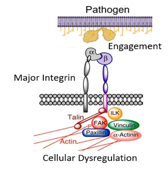 A new perspective in sepsis treatment