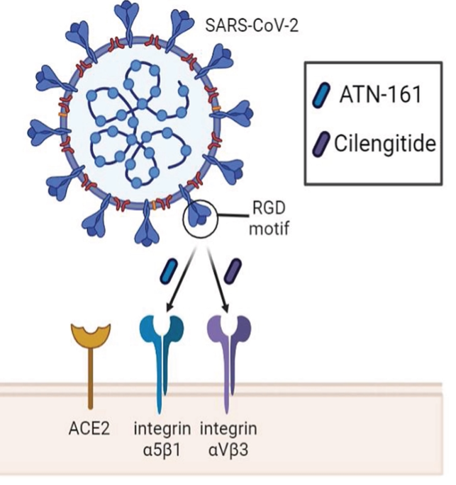 Integrins as Therapeutic Targets for SARS-CoV-2 Integrins as Therapeutic Targets for SARS-CoV-2