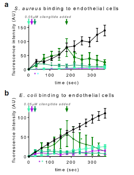 Pre-emptive and therapeutic value of blocking bacterial attachment to the endothelial alphaVbeta3 integrin with cilengitide in sepsis