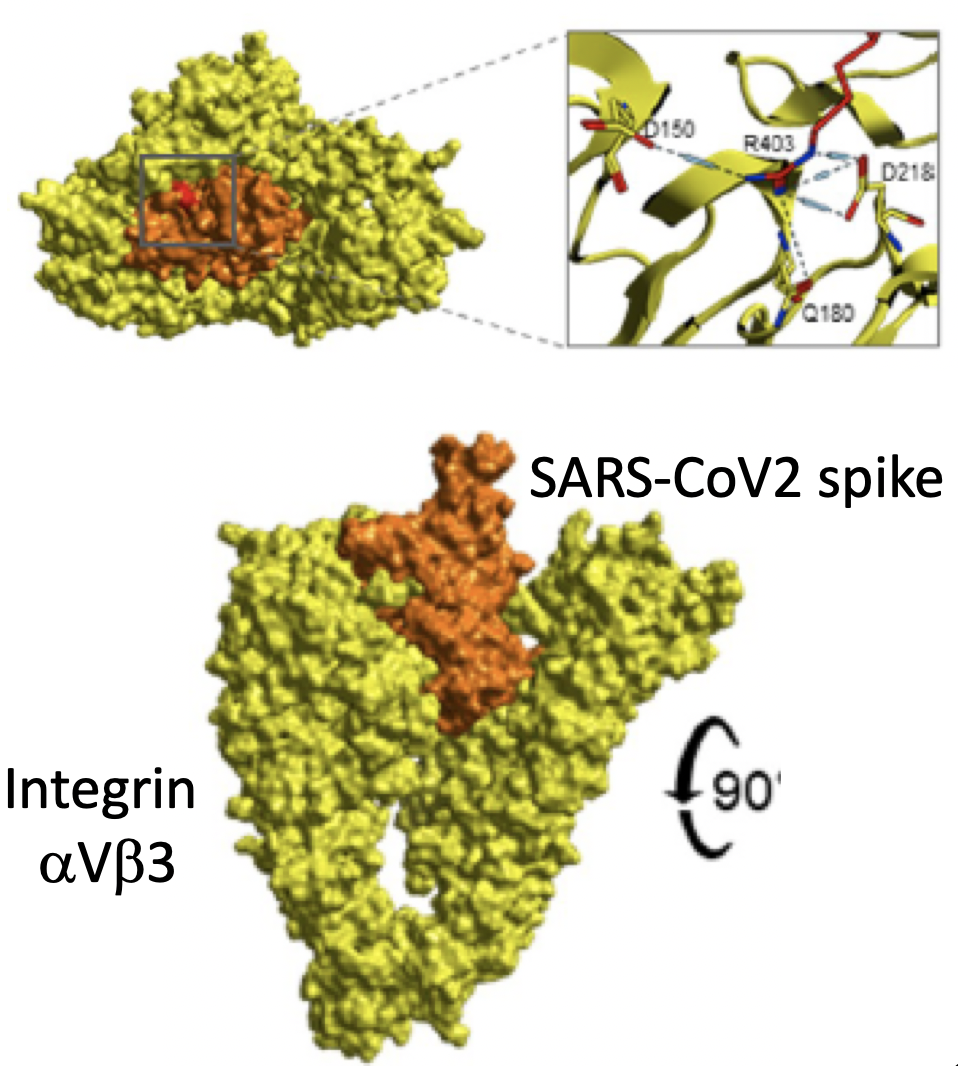 Sepsis Integrin Image
