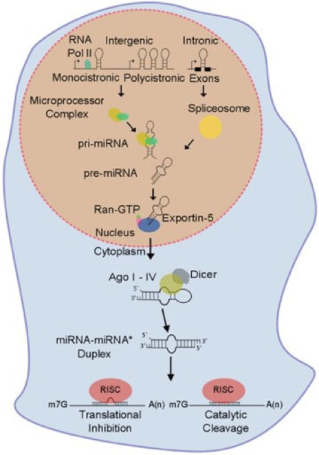 The Evolving Role of MicroRNAs in EndothelialCell Dysfunction in Response to Infection